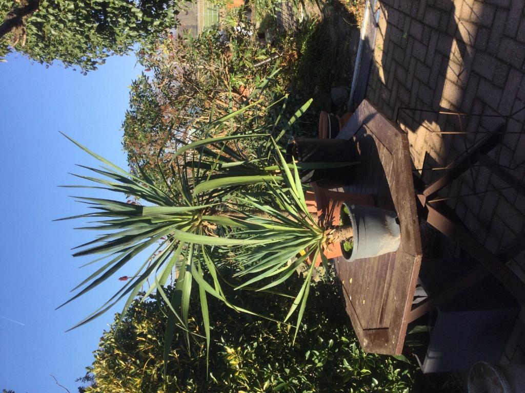 Yucca filamentosa Palmlelie boom, Tuin en Terras, Overige soorten, Vaste plant, Ophalen of Verzenden, Halfschaduw