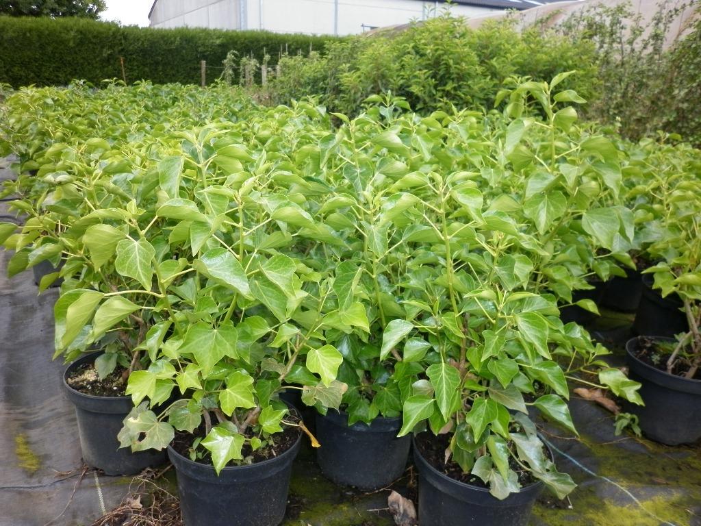 struikklimop, hedera arborescens, Tuin en Terras, Vaste plant, Halfschaduw, Winter, Ophalen