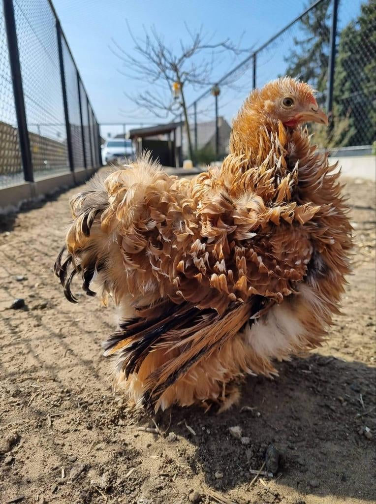 Cochin krulveer krielkippen jonge hennen beschikbaar, Femelle, Poule ou poulet