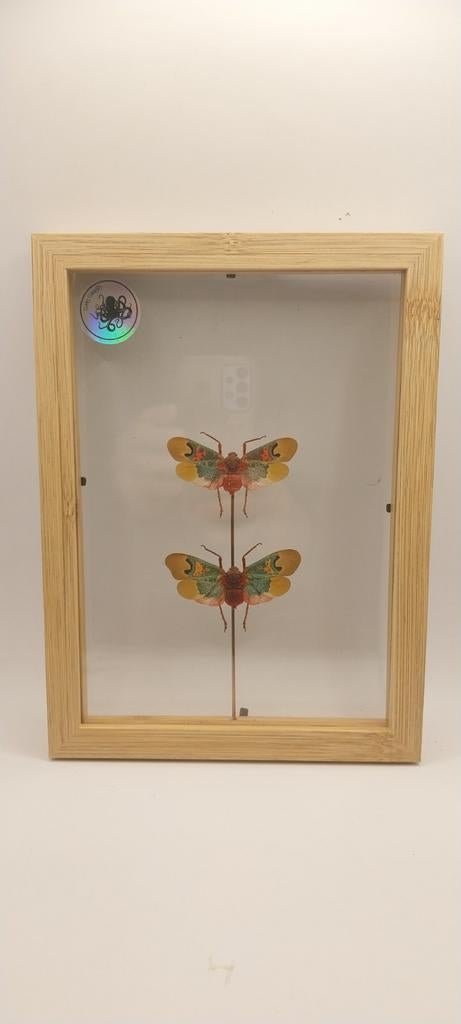 Cadre insectes cabinet de curiosités, Collections, Enlèvement ou Envoi