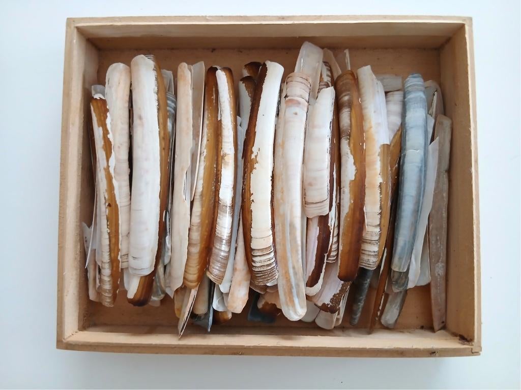 Lot d'anciens coquillages : couteaux de mer, Enlèvement, Coquillage(s)