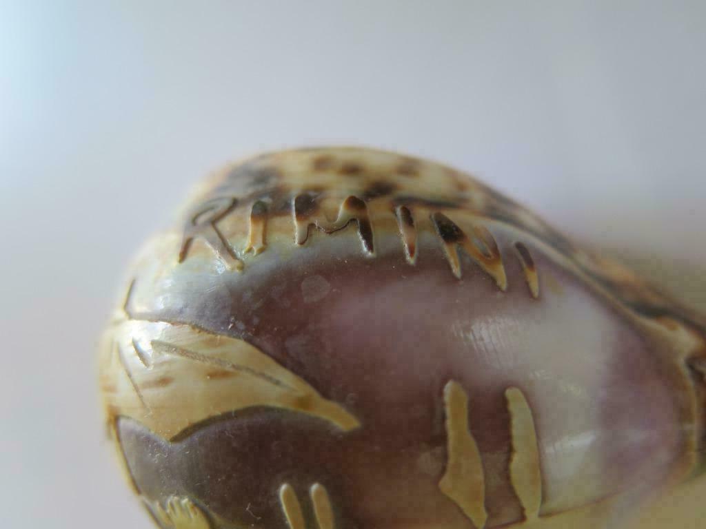 schelpen, Ophalen of Verzenden, Schelp(en)