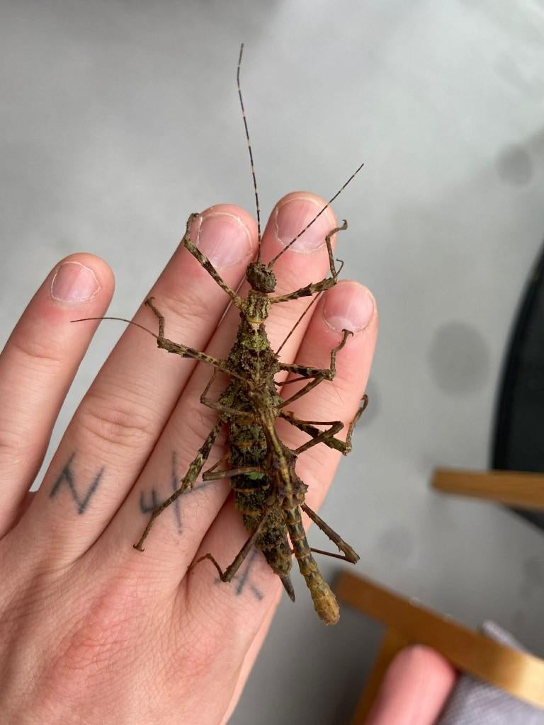 Trachyaretaon Negrosanon (Wandelende tak), Overige soorten