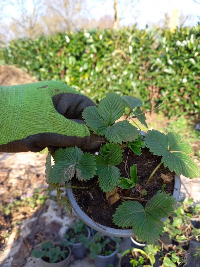 Aardbei wilde aardbei Bosaardbei witte bloem eetbaar, Ophalen