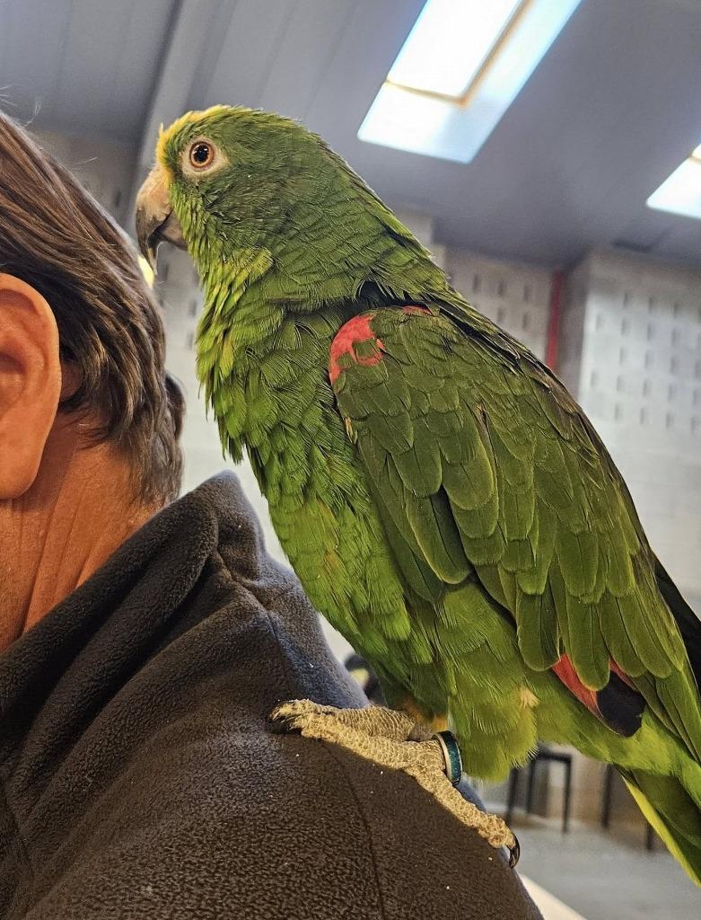 Mâle amazonien à front jaune apprivoisé à la main, Perroquet, Parleur