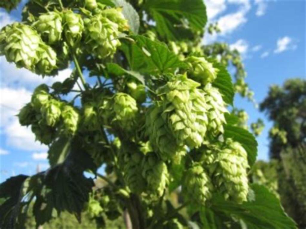 Hop, Tuin en Terras, Planten | Tuinplanten, Ophalen, Klimplanten