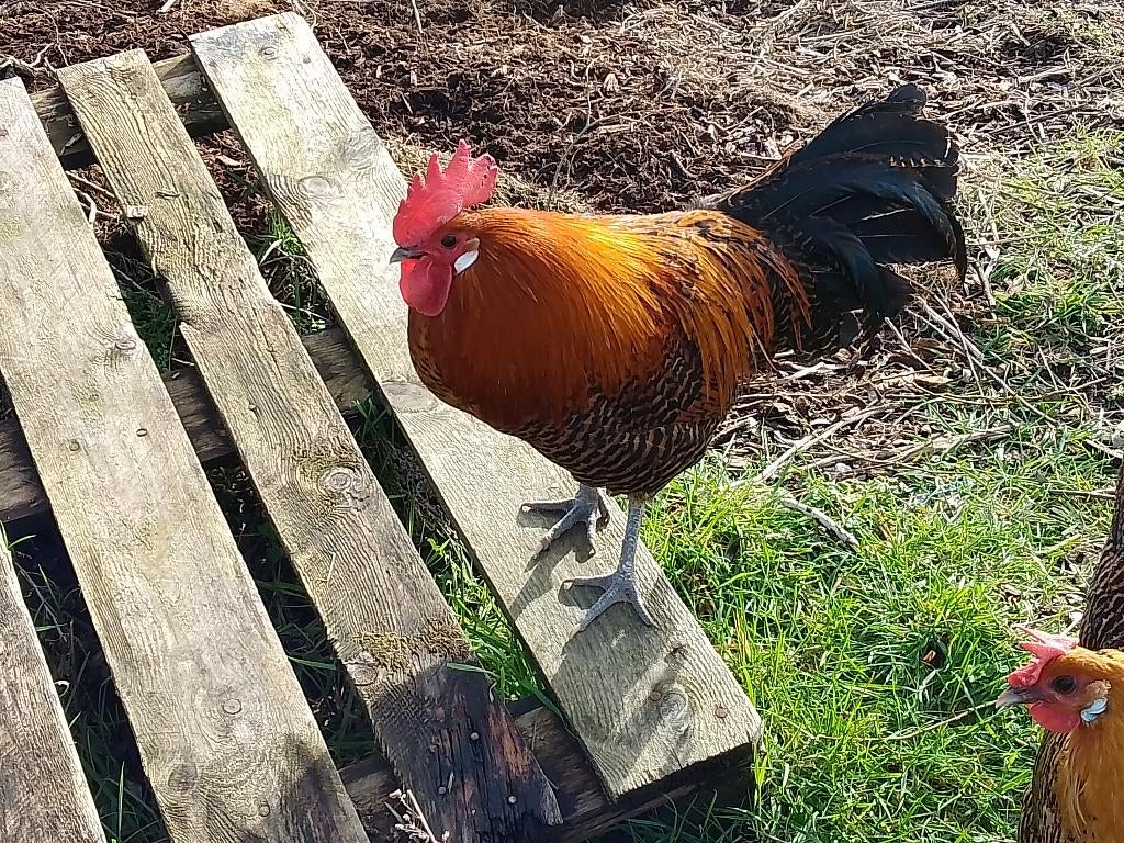 goudbrakel hanen, Juillet, Mâle