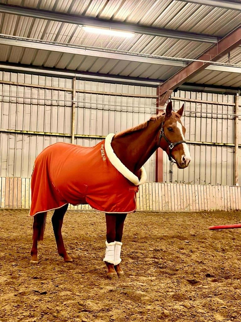 Twee prachtige volbloed paarden, Dieren en Toebehoren, Meerdere dieren, Met stamboom, 7 tot 10 jaar