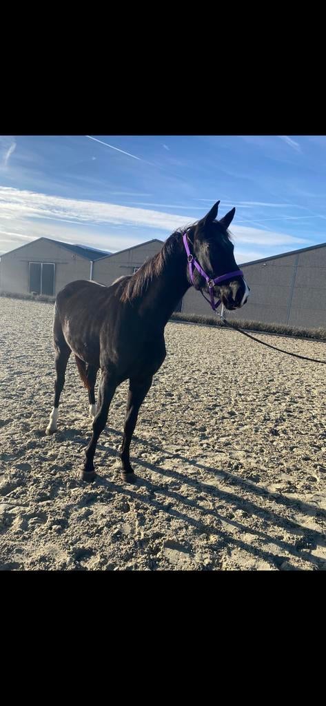 Mooie merrie voor sport of fokkerij, Dieren en Toebehoren, Paarden, Merrie