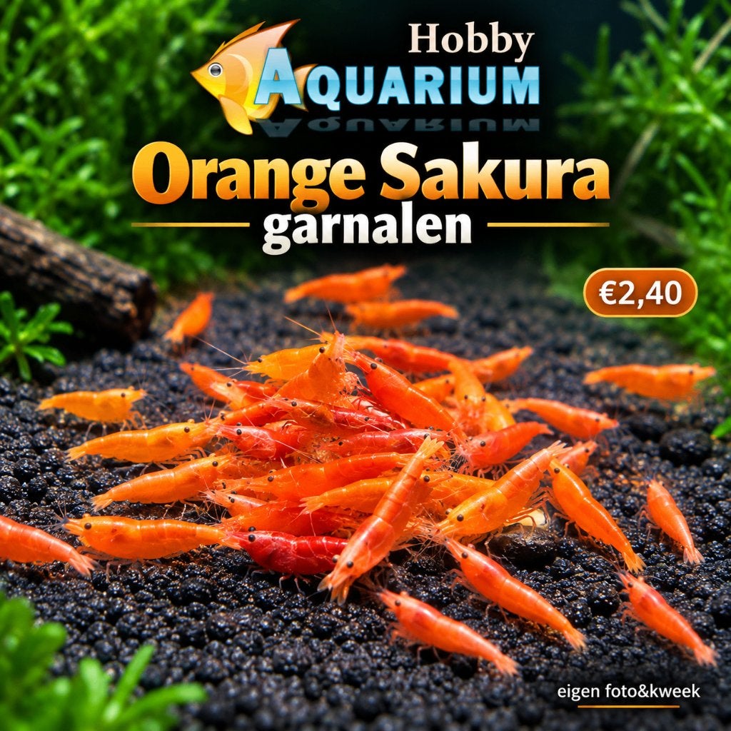 Hobbyaquarium Orange Sakura garnalen/mooi op kleur, Animaux & Accessoires, Homard, Crabe ou Crevette, Poisson d'eau douce