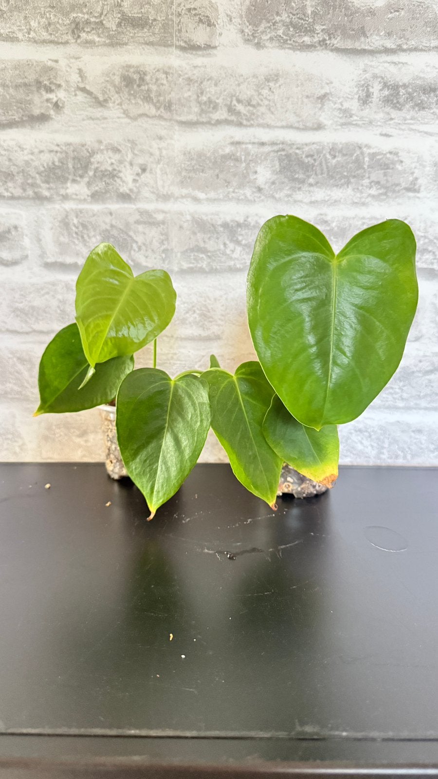 Anthurium veitchii, Huis en Inrichting, Kamerplanten, Ophalen