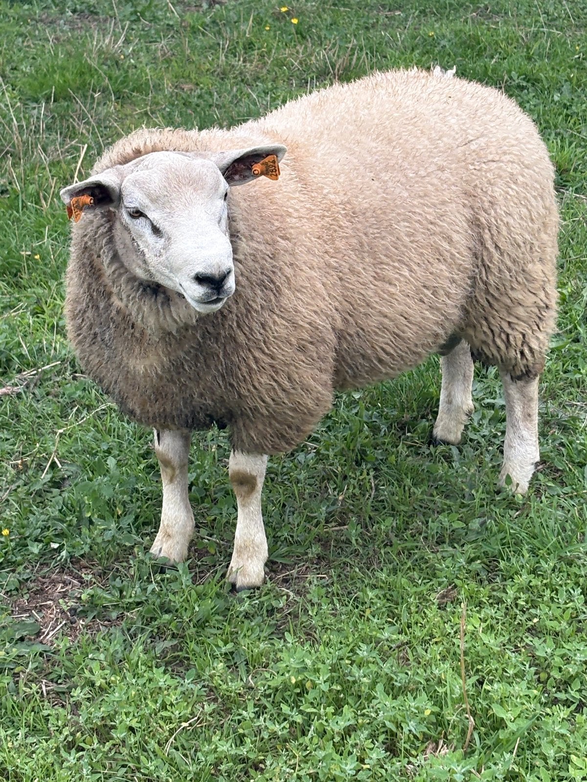 Ram lammers, Dieren en Toebehoren, Mannelijk, Schaap