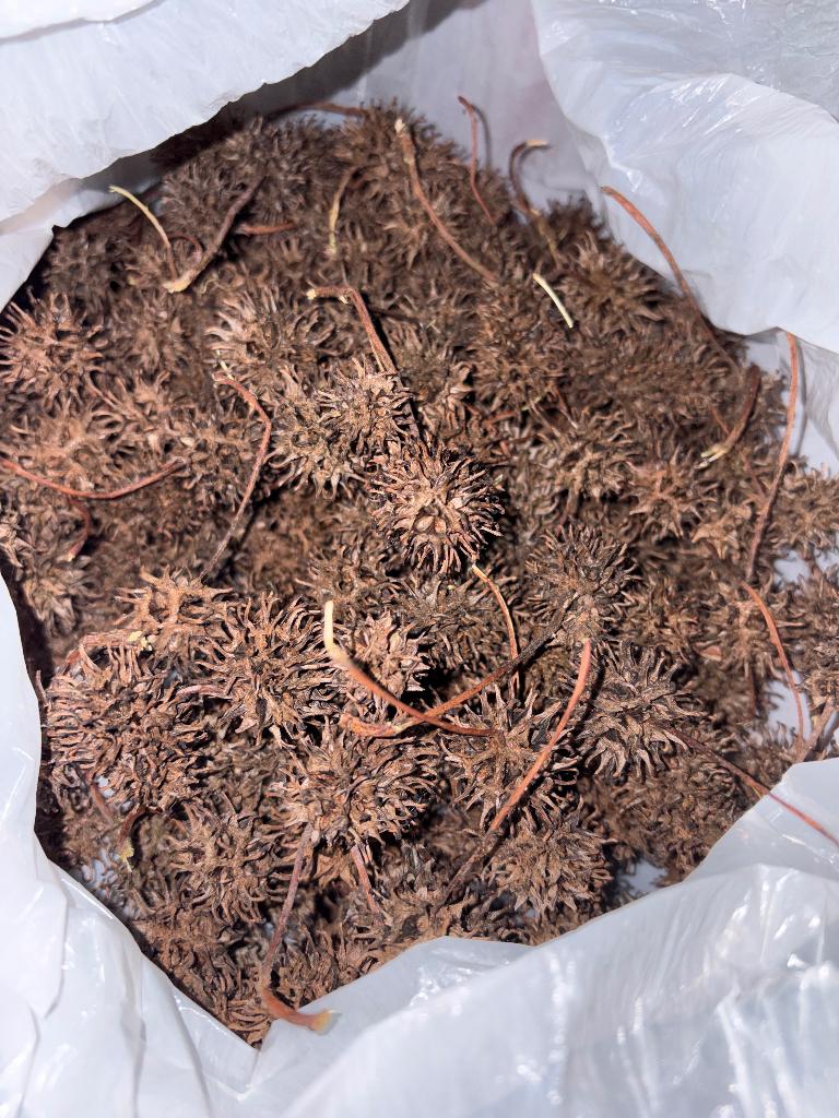 Amberboom tannins / darkwater effect, Tuin en Terras, Ophalen, Bloeit niet, Overige soorten