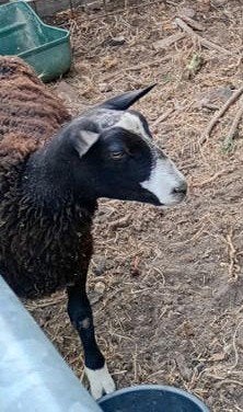 Mouton Zwartbles Bélier