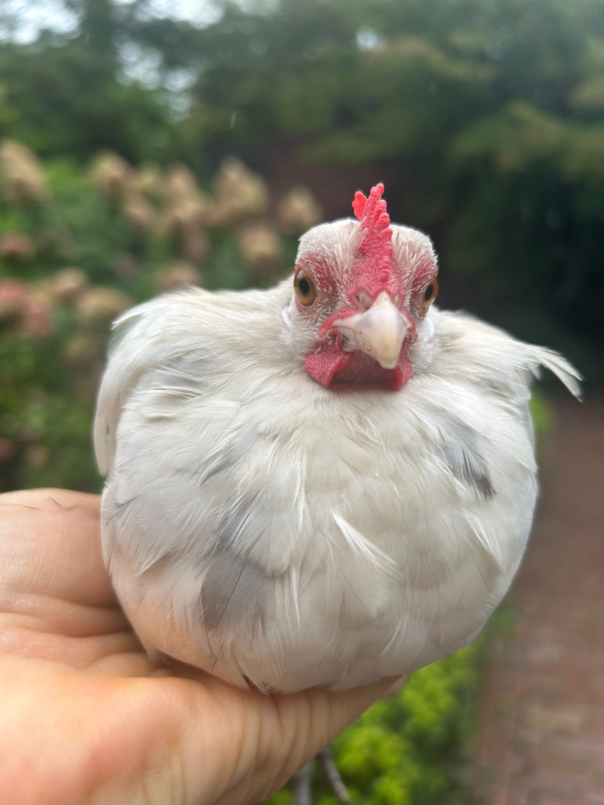 Haantje, Hollands Kriel, vuil wit, Dieren en Toebehoren