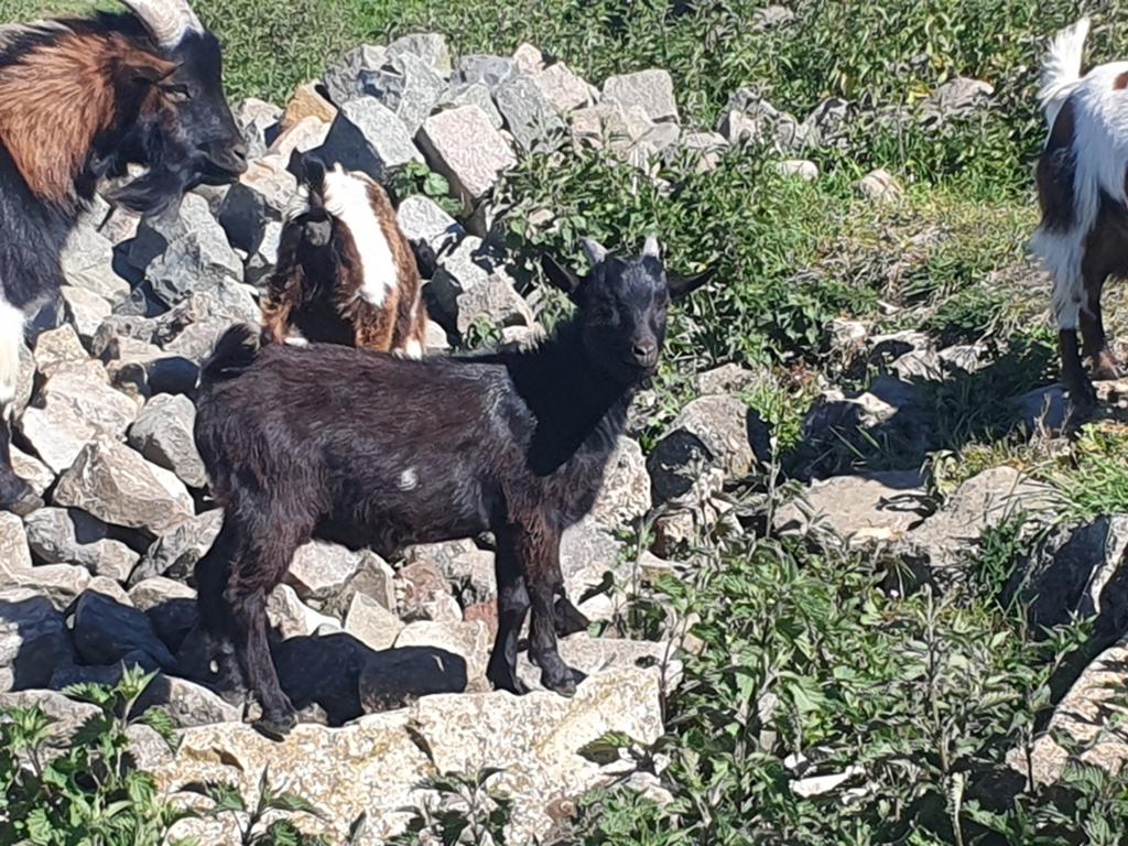 Chèvre naine, Dieren en Toebehoren, Geit