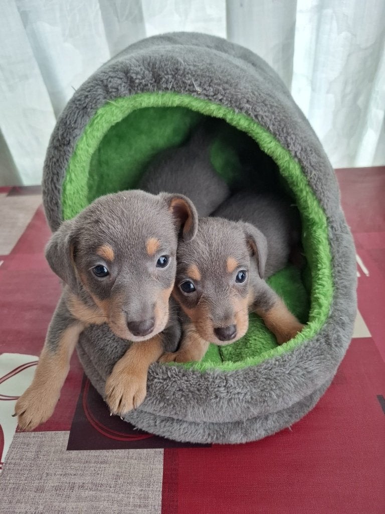 Jack Russel Blue Tan pups