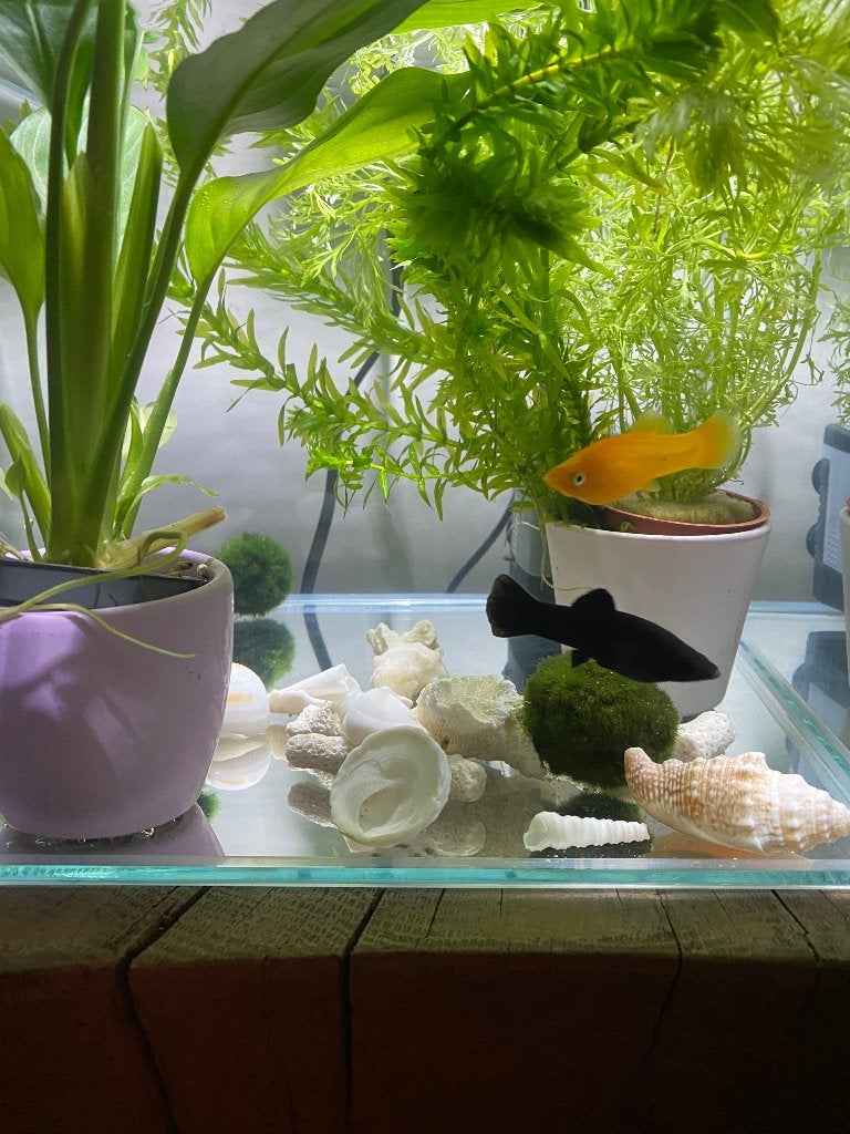 2 Molly vrouwelijke visjes zoeken groot aquarium, Dieren en Toebehoren, Vis, Zoetwatervis