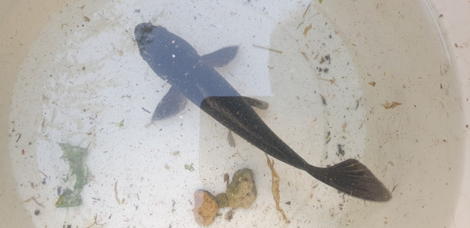 Mooie koi rond de 20 cm, Dieren en Toebehoren