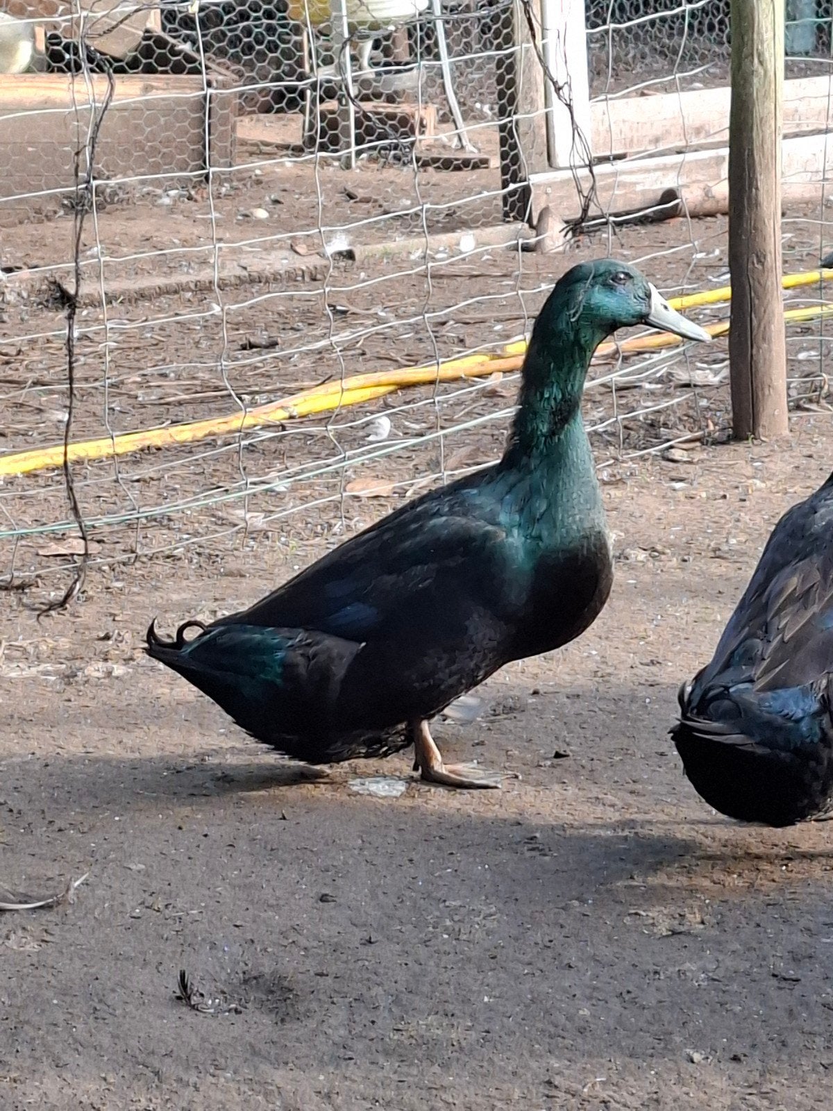 Eend van Vorst, Dieren en Toebehoren, Meerdere dieren, Eend