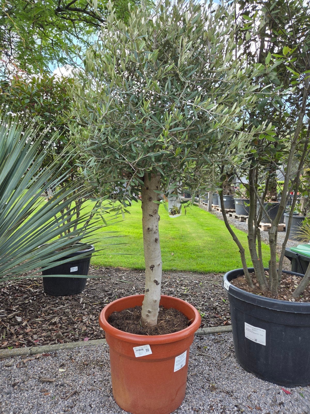 Olijfboom Olea Europaea- Terrasolijfboom, Ophalen, Olijfboom