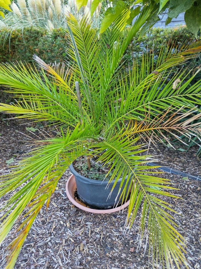 Palmboom in pot, Tuin en Terras, Planten | Tuinplanten, Ophalen, Vaste plant