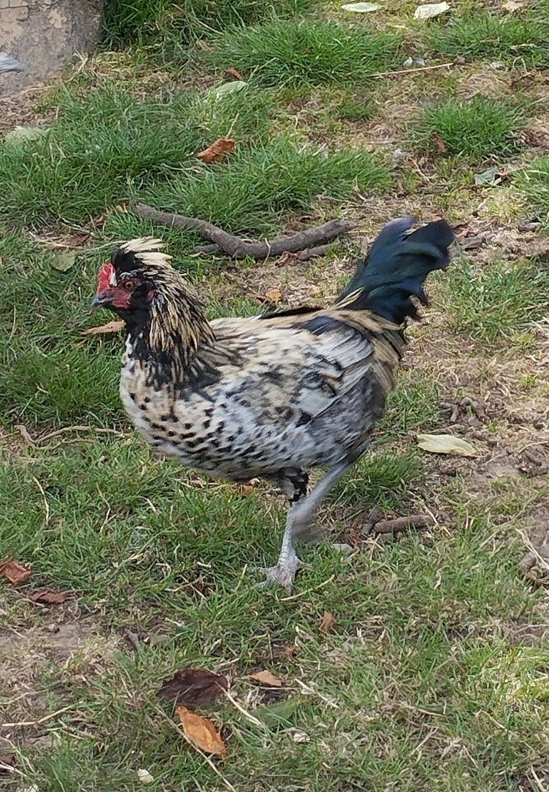 jonge haan Padua kruising, Dieren en Toebehoren, Pluimvee