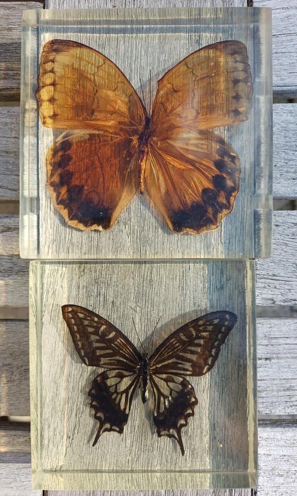 2 papillons moulés en résine époxy - taxidermie, Enlèvement, Neuf, Insecte, Animal empaillé