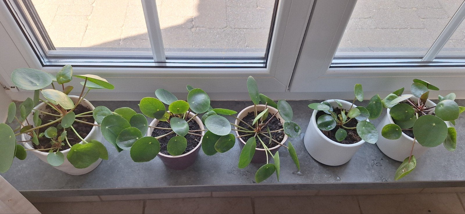 Plantes à crêpes avec pot, Enlèvement