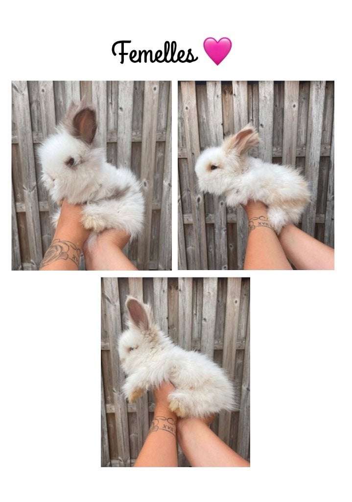 Angora Anglais, Animaux & Accessoires, Enlèvement