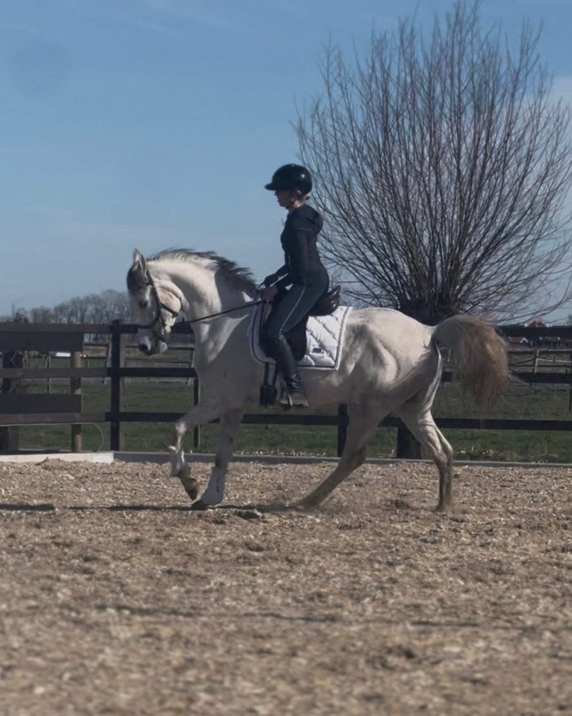 Arabische ruin – 6 jaar, Dieren en Toebehoren, Paarden, Ruin, 3 tot 6 jaar, 160 tot 165 cm, Recreatiepaard