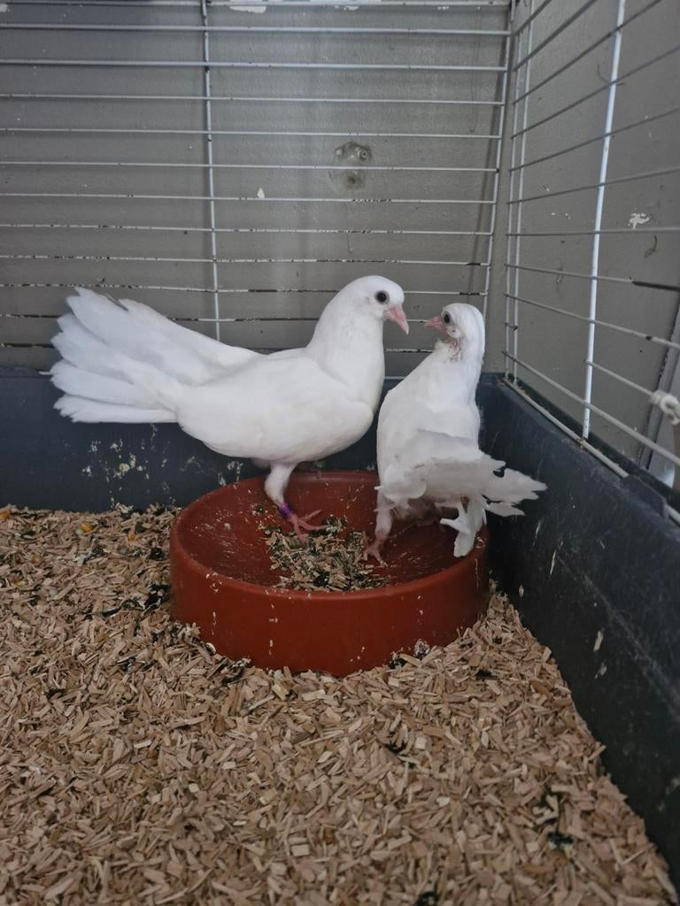 Jeune couple pigeon queue de paon, Enlèvement
