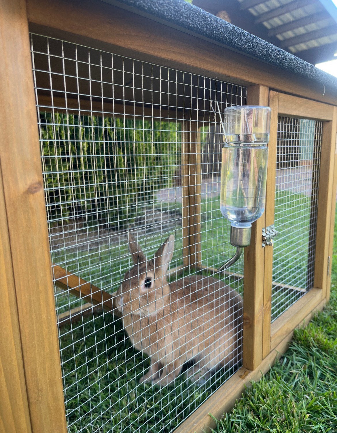Konijntje gratis op te halen., Dieren en Toebehoren, Groot