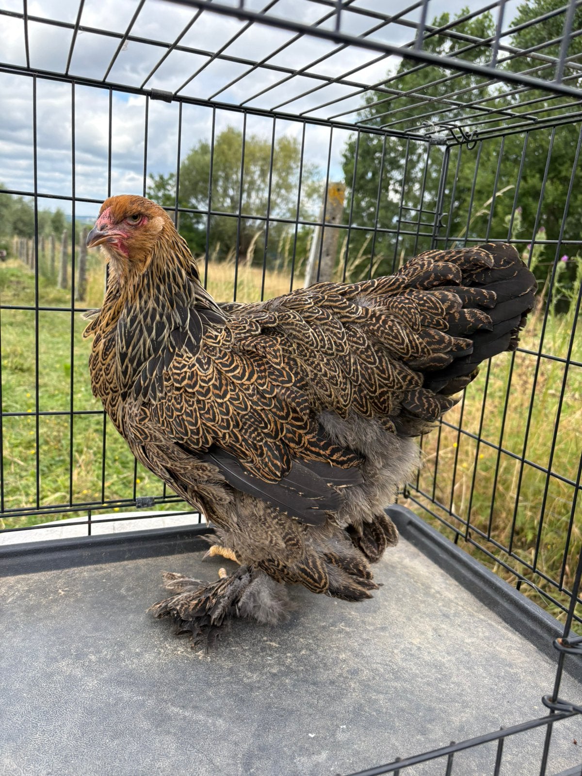 Jonge brahma hennen, Dieren en Toebehoren, Pluimvee