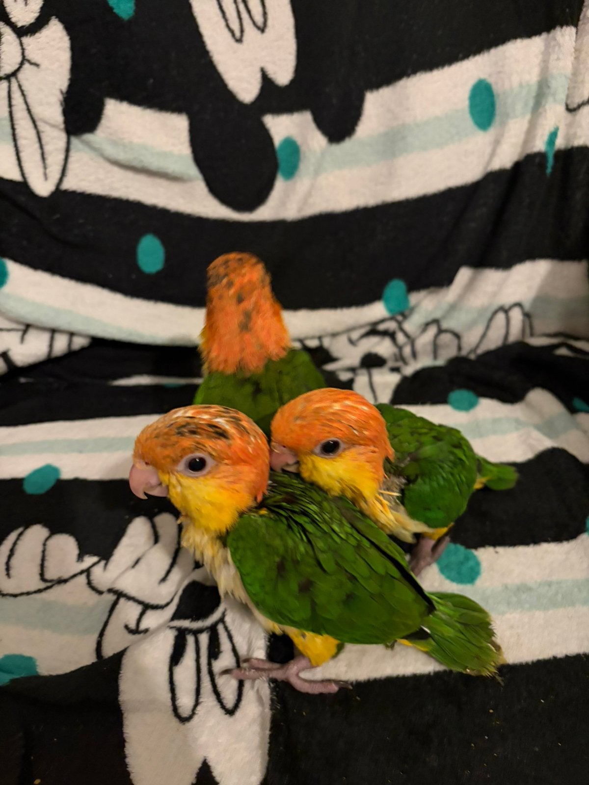 Supertam roestkop caique 2026, Animaux & Accessoires, Oiseaux | Perruches & Perroquets, Perroquet, Domestique