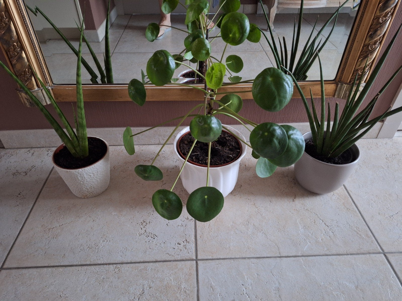 plantjes zonder pot, Huis en Inrichting, Ophalen