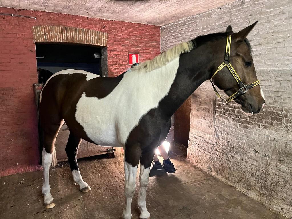 Springmerrie "Unique van de Hoge Dijken", Animaux & Accessoires, Chevaux, Jument, Débourré, 160 à 165 cm, 3 à 6 ans, Cheval de saut