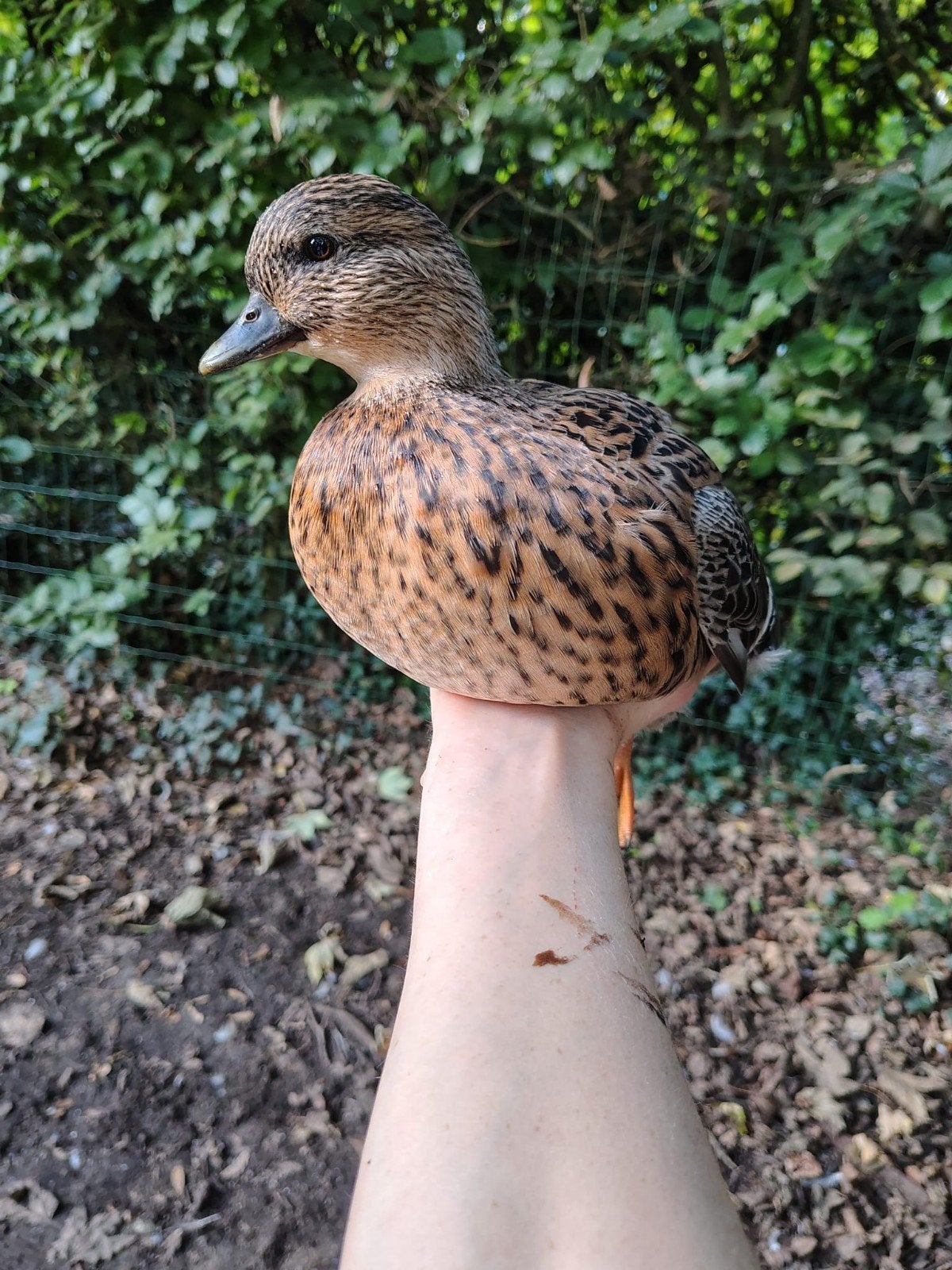 kwaker eendje beschikbaar, Dieren en Toebehoren, Vrouwelijk, Eend