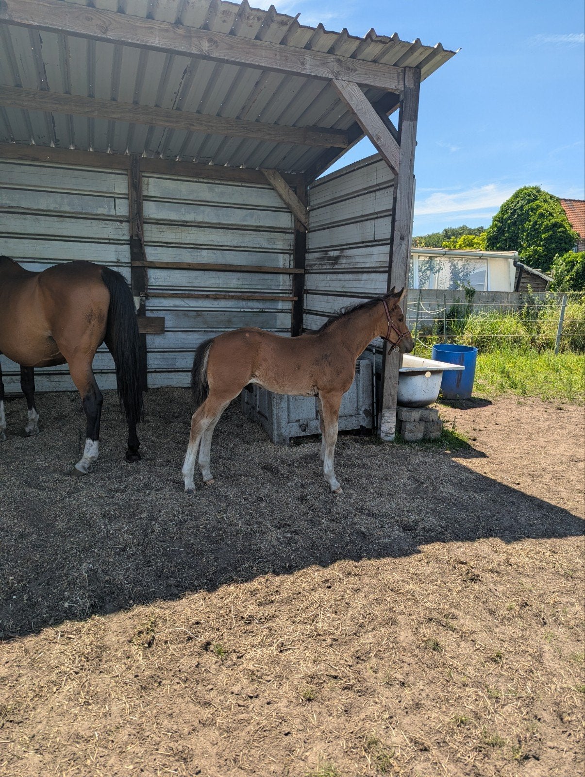 hengstenveulen uit zus Olympisch paard, Dieren en Toebehoren, Springpaard, Met stamboom, 0 tot 2 jaar, Hengst
