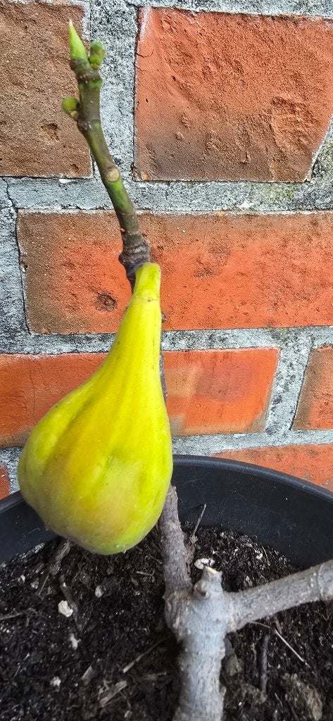 Vijgenboom 'BROWN TURKEY' vijgen boom Ficus Carica 1v4, Tuin en Terras, Ophalen, Lente, Volle zon, In pot