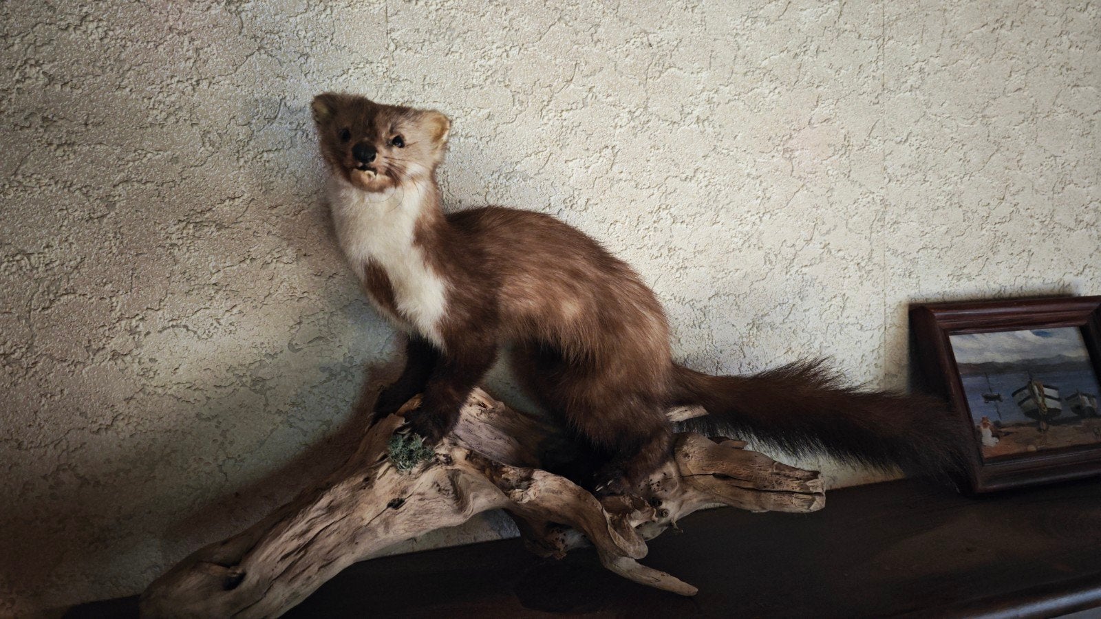 steen marter. perfect taxidermie werk, Enlèvement