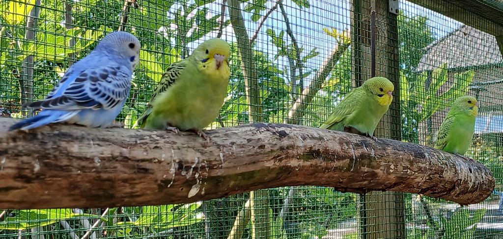 te koop Jonge Grasparkieten, Dieren en Toebehoren, Vogels | Parkieten en Papegaaien, Meerdere dieren, Parkiet