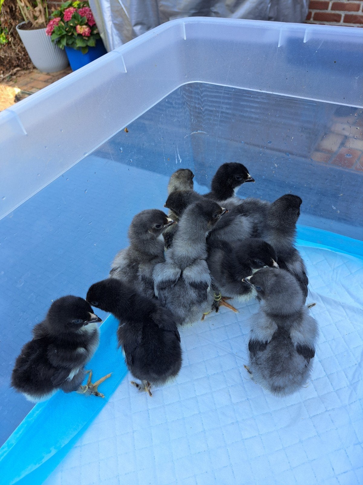 Kuikens Brahma x Marans kruising
