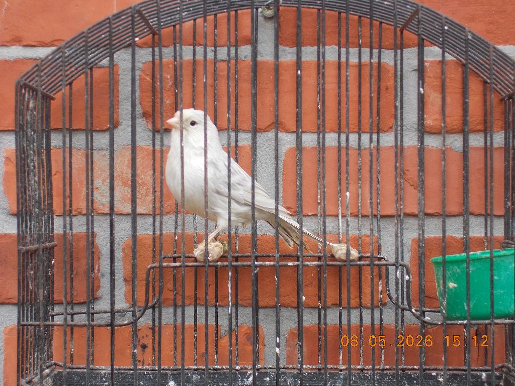 kleurkanarie man, Canari de couleur