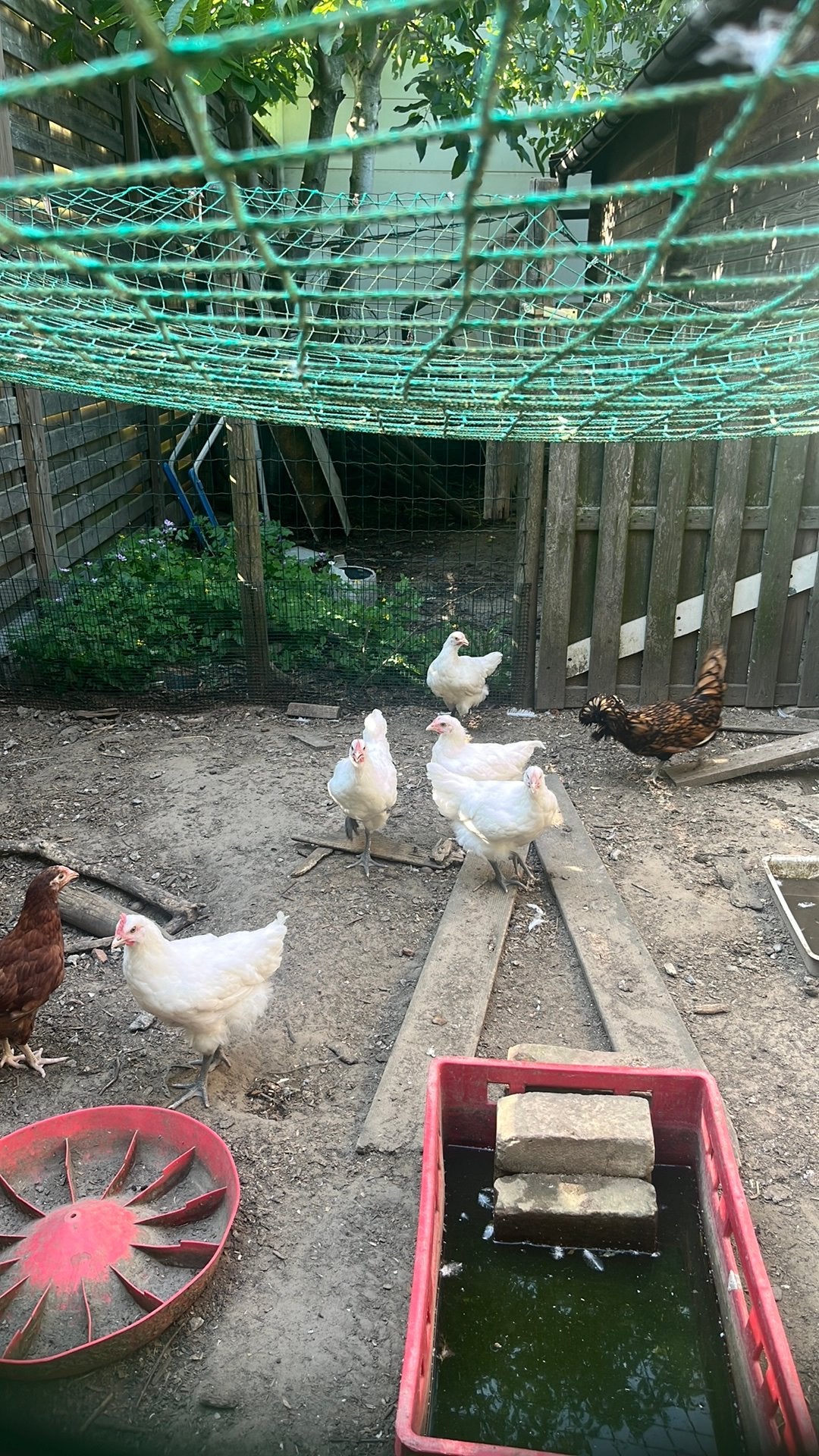Poule de bresse, Dieren en Toebehoren, Meerdere dieren, Kip