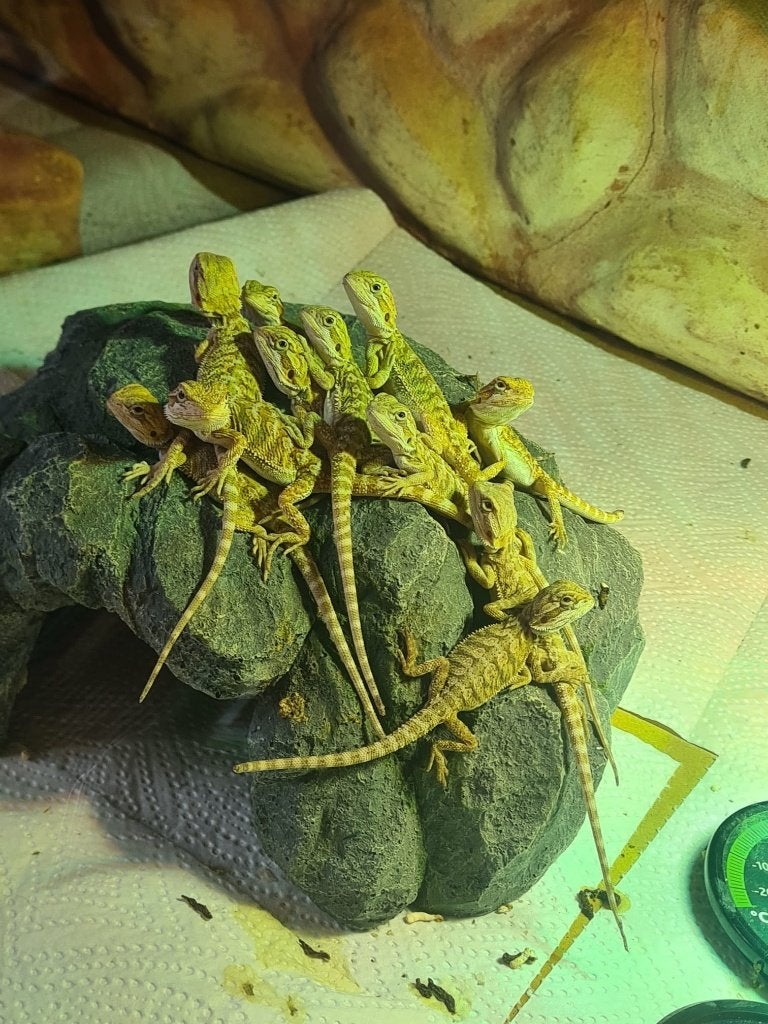 Baardagamen mogen weg vanaf 23/6, Animaux & Accessoires, Reptiles & Amphibiens, Lézard, 0 à 2 ans
