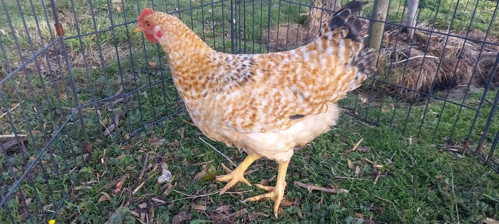 Jonge hanen van legkippen, Dieren en Toebehoren, Pluimvee