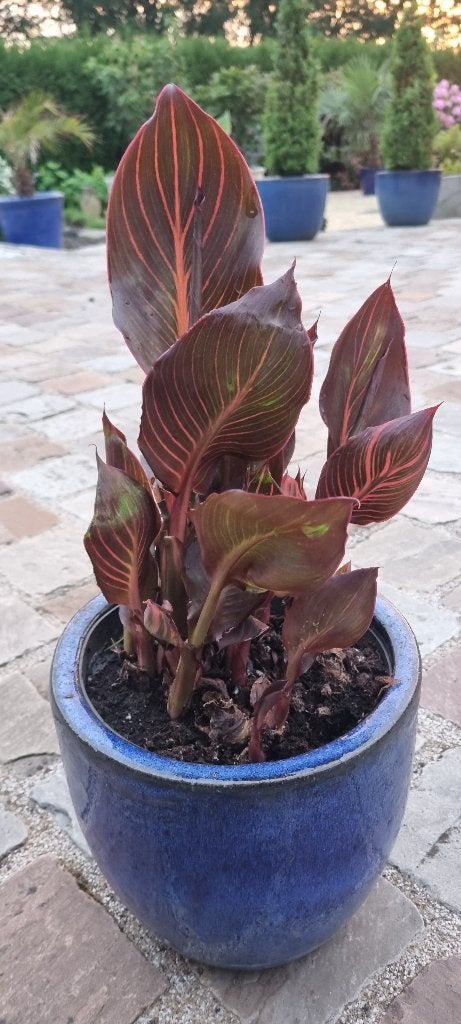 Canna Tropicana Down Under, Enlèvement