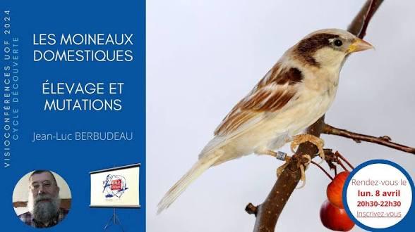 Le Moineau domestique a vendre