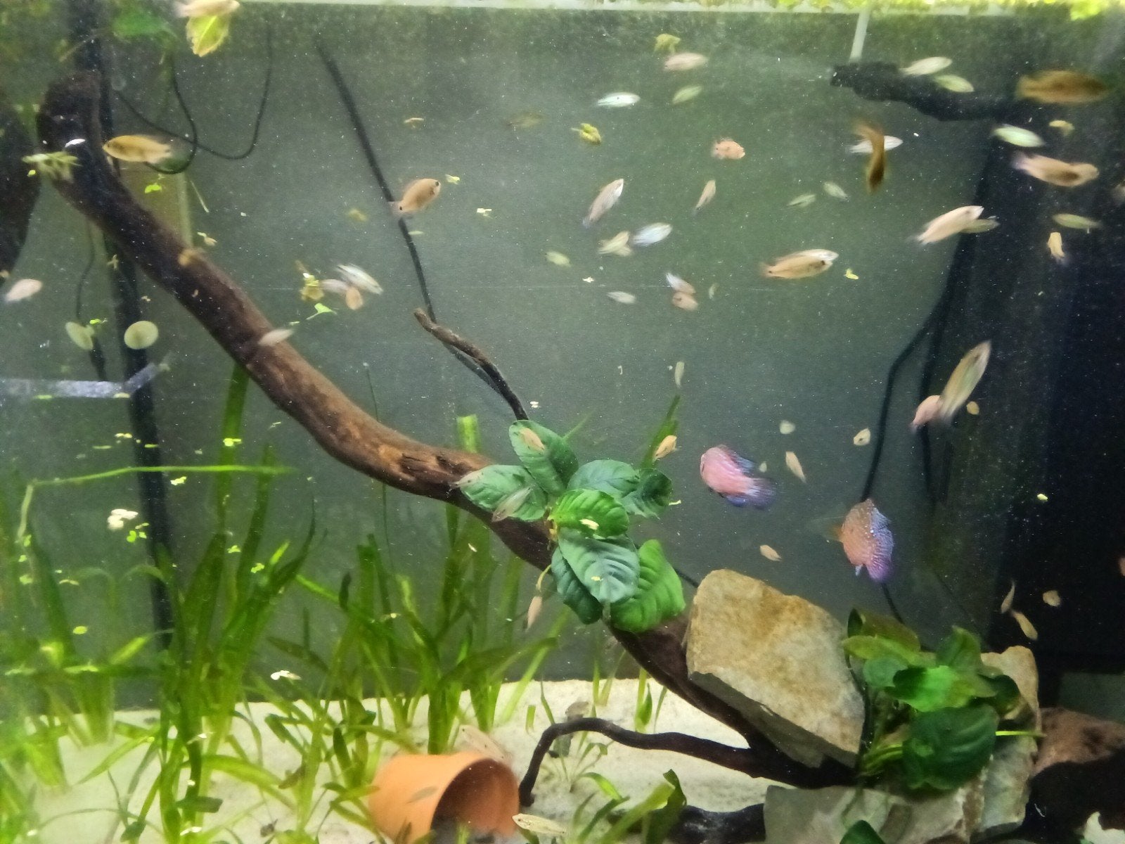 Hemichromis bimaculatis nk, Dieren en Toebehoren, Vissen | Aquariumvissen